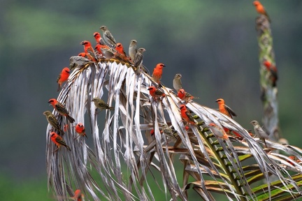 Foudia madagascariensis  Madagascar Fody 1 2