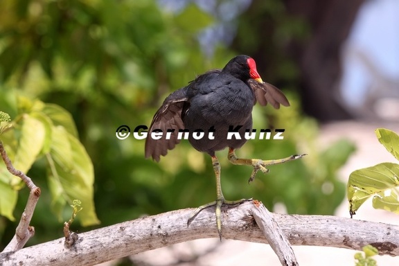 Gallinula chloropus  Moorhen  Teichhuhn 2 2