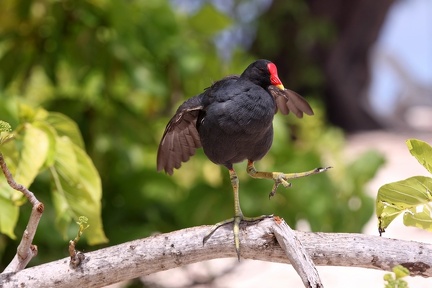 Gallinula chloropus  Moorhen  Teichhuhn 2 2