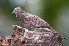 Geopelia striata  Barred Ground  Zebra Dove 1 2