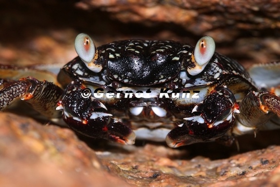 Grapsus tenuicrustatus  Sally-lightfoot Crab 6 2