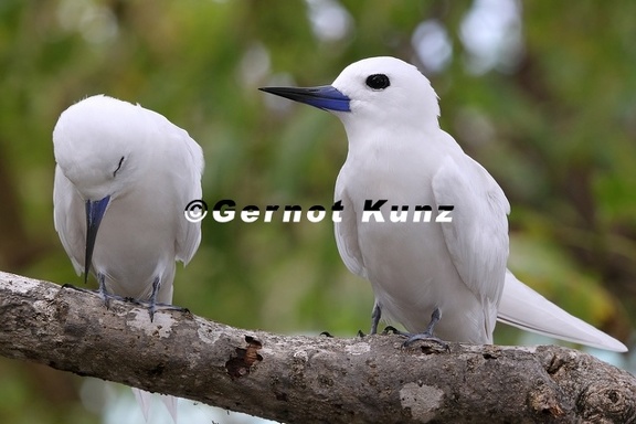 Gygis alba  Fairy  White Tern  Feenseeschwalbe 5 2
