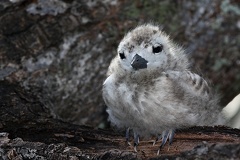 Gygis alba  Fairy  White Tern  Feenseeschwalbe Juv6 2