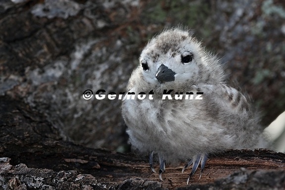 Gygis alba  Fairy  White Tern  Feenseeschwalbe Juv6 2