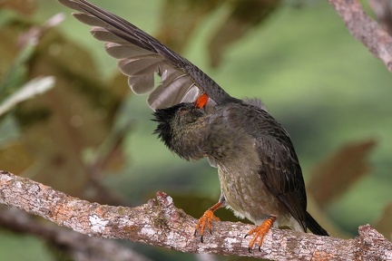 Hypsipetes crassirostris  Seychelles Bulbul 5 2