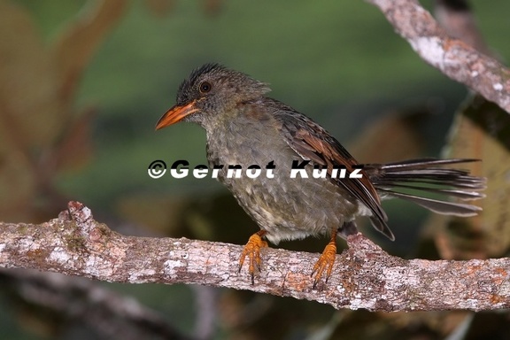 Hypsipetes crassirostris  Seychelles Bulbul 7 2