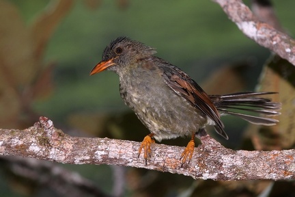 Hypsipetes crassirostris  Seychelles Bulbul 7 2