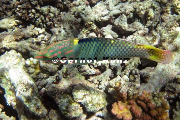 Labridae  Lippfisch 2 2