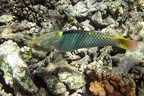 Labridae  Lippfisch 2 2