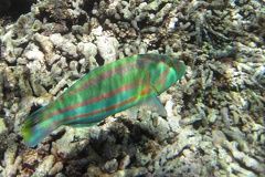Labridae  Lippfisch 4 2