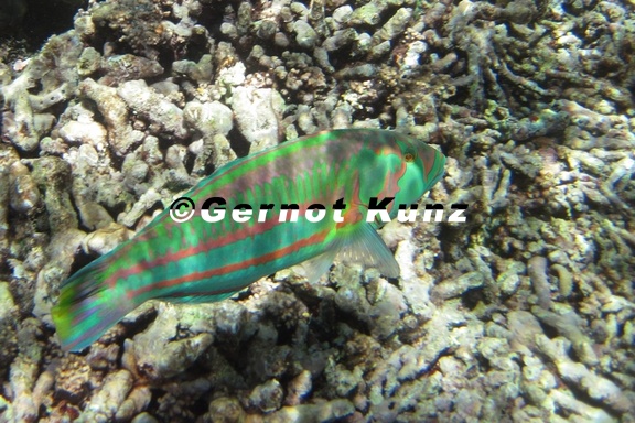 Labridae  Lippfisch 4 2