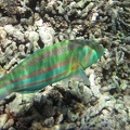 Labridae  Lippfisch 4 2