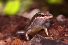 Mabuya sechellensis  Seychelles Skink 6 2