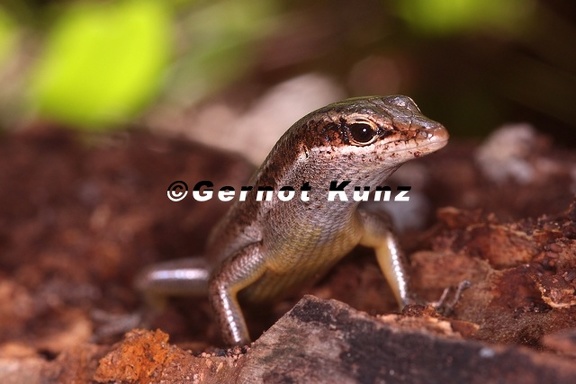 Mabuya sechellensis  Seychelles Skink 6 2
