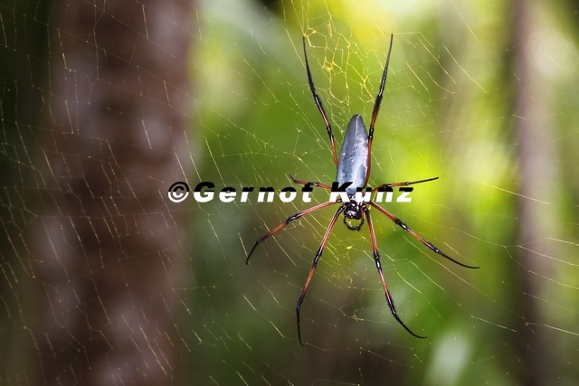 Nephila_inaurita__Palm_Spider_8_2.jpg