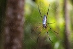Nephila inaurita  Palm Spider 8 2