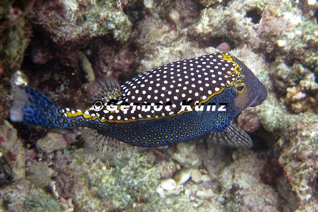 Ostracion_meleagris__Spotted_Trunkfish_5_2.jpg