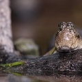 Periophthalmus kalolo  Common Mudskipper  Schlammspringer 2 2