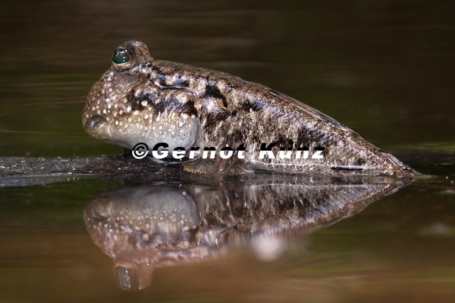 Periophthalmus_kalolo__Common_Mudskipper__Schlammspringer_4_2.jpg