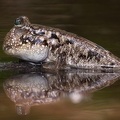 Periophthalmus kalolo  Common Mudskipper  Schlammspringer 4 2
