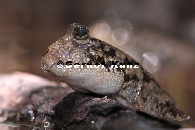 Periophthalmus_kalolo__Common_Mudskipper__Schlammspringer_9_2.jpg