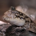 Periophthalmus kalolo  Common Mudskipper  Schlammspringer 9 2