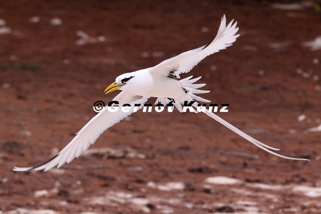 Phaethon lepturus  White-tailed Tropicburd 2 2