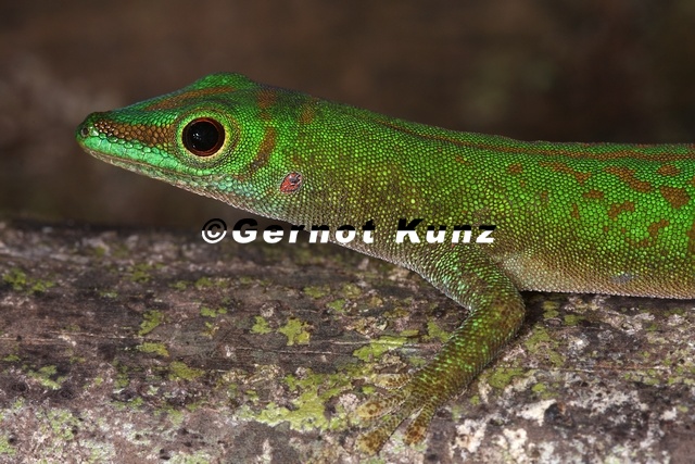 Phelsuma_astriata__Green_Day_Gecko_7_2.jpg