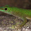 Phelsuma astriata  Green Day Gecko 7 2