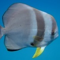 Platax teira  Longfin Batfish  Fledermausfisch 6 2