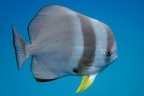 Platax teira  Longfin Batfish  Fledermausfisch 6 2