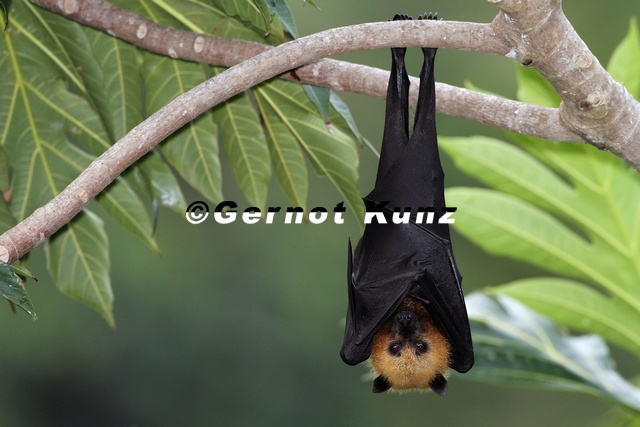 Pteropus_seychellensis__Seychelles_Fruit_Bat_1_2.jpg