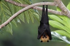 Pteropus seychellensis  Seychelles Fruit Bat 1 2
