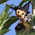 Pteropus seychellensis  Seychelles Fruit Bat 2 2
