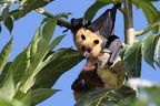 Pteropus seychellensis  Seychelles Fruit Bat 2 2