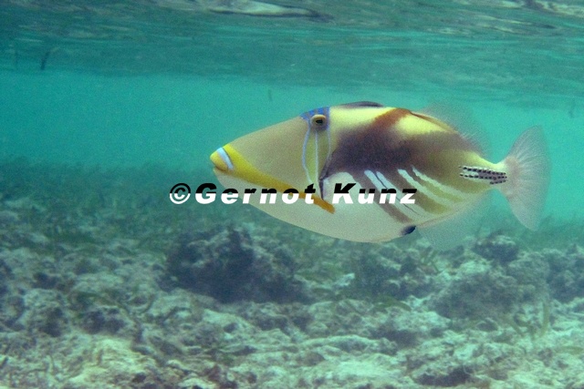 Rhinecanthus aculeatus Picasso Trigger Picasso Dr ckerfisch 8 2 - Rhinecanthus_aculeatus__Picasso_Trigger__Picasso_Dr__ckerfisch_8_2.jpg Rhinecanthus_aculeatus__Picasso_Trigger__Picasso_Dr__ckerfisch_8_2.jpg