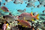 Sargocentron spiniferum  Gro  dornhusarenfisch  und Myripristis murdjan  Red Soldierfish 5 2