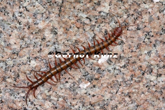 Scolopendra subspinipes 5 2