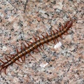 Scolopendra_subspinipes_5_2.jpg