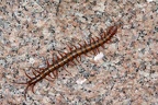 Scolopendra subspinipes 5 2