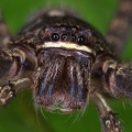 Sparassidae  Riesenkrabbenspinne 6 2