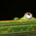 Tachycnemis seychellensis  Seychelles Tree Frog 4 2