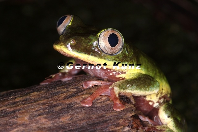 Tachycnemis_seychellensis__Seychelles_Tree_Frog_5_2.jpg