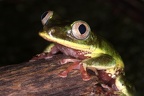 Tachycnemis seychellensis  Seychelles Tree Frog 5 2