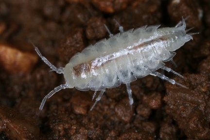 Isopoda 3 2