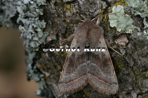 Orthosia opima 2 2