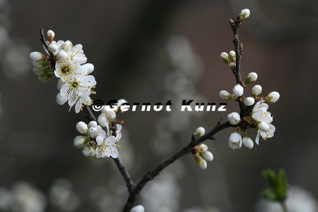 Prunus_spinosa_Schlehe_7_2.jpg