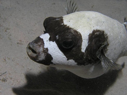 Arothron diadematus  Maskenkugelfish 6