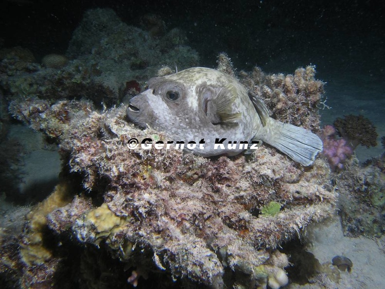 Arothron diadematus  Maskenkugelfish 8