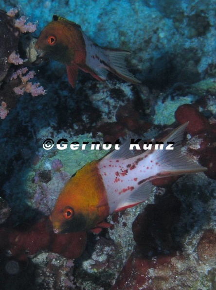 Bodianus anthioides  Zweifarben-Schweinslippfisch 1